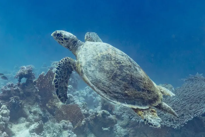 Tortuga carey (Eretmochelys imbricata), parque nacional Ras Muhammad, Egipto, 2022-03-28, DD 56