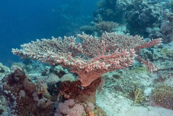 Coral (Acropora lamarcki), parque nacional Ras Muhammad, Egipto, 2022-03-28, DD 117