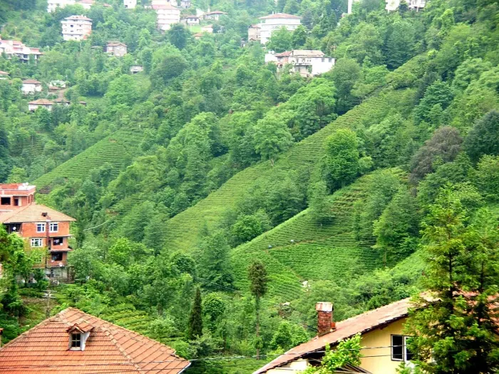 Tea Rize