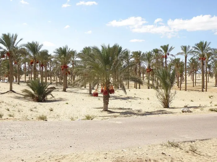 Sinai palm dates quality